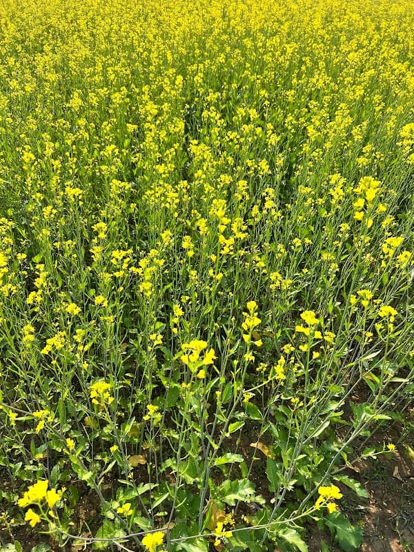 The Farm ( Bhalotia Residency & Resort Pvt. Ltd - Image 1