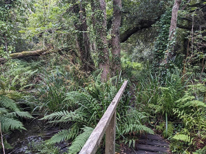 Holy Vale Nature Walk - Image 2