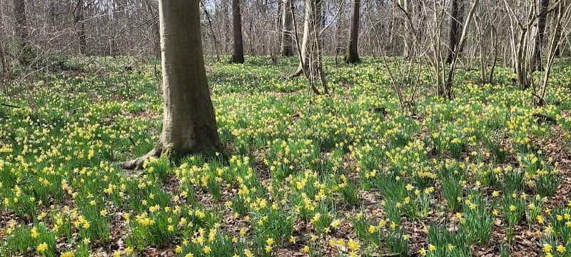 Betty Daw's Wood - Image 1
