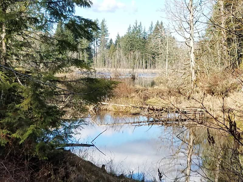 Hazel Wolf Wetlands - Image 1
