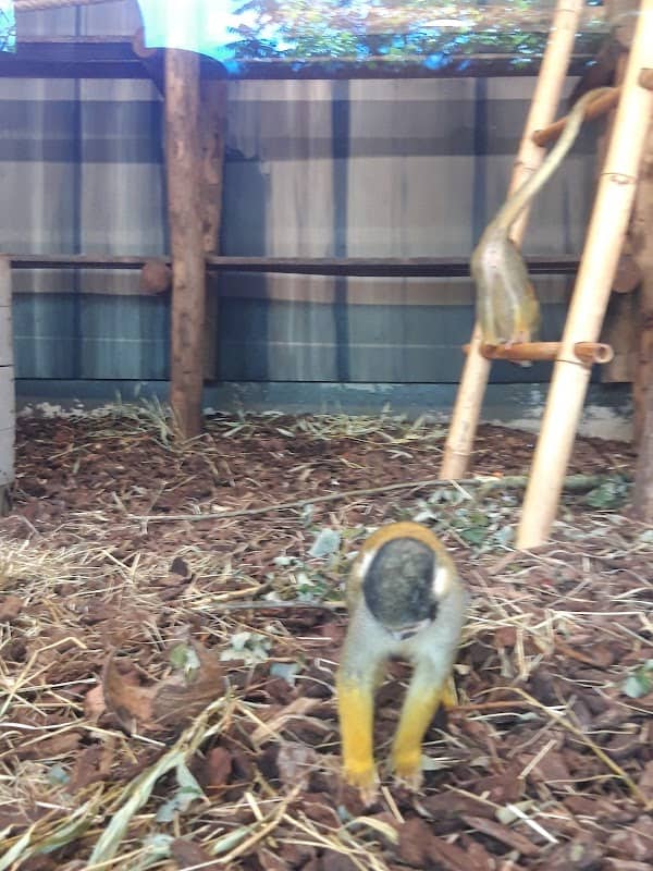 Apenverblijf Monkey Market - Image 2