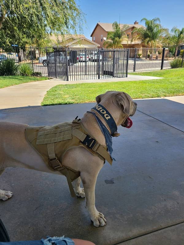 Paws Dog Park - Image 2