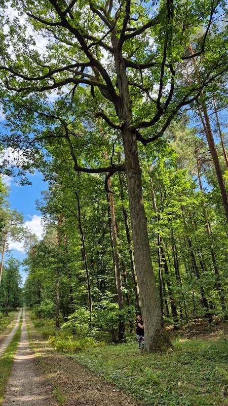 Pomnikowy dąb na skraju rezerwatu - Image 1