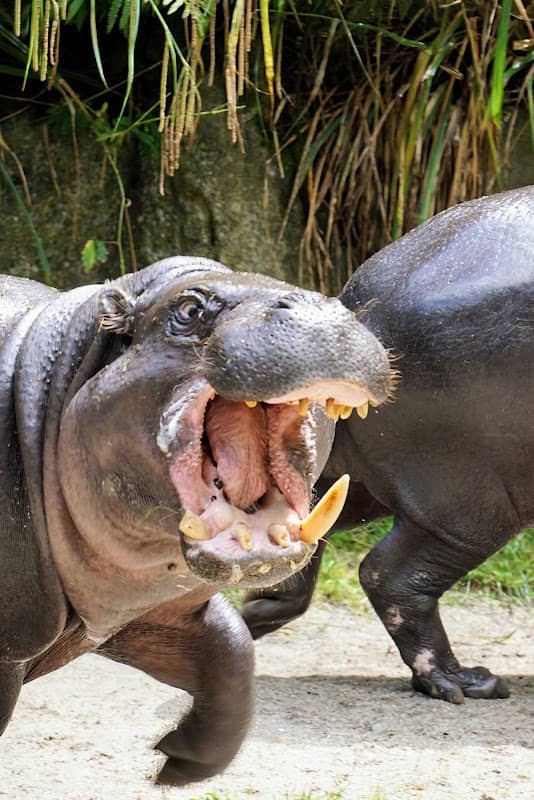 Chemnitz Zoo - Image 2