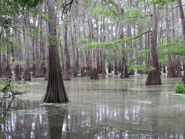 Trinity River National Wildlife Refuge - Image 1