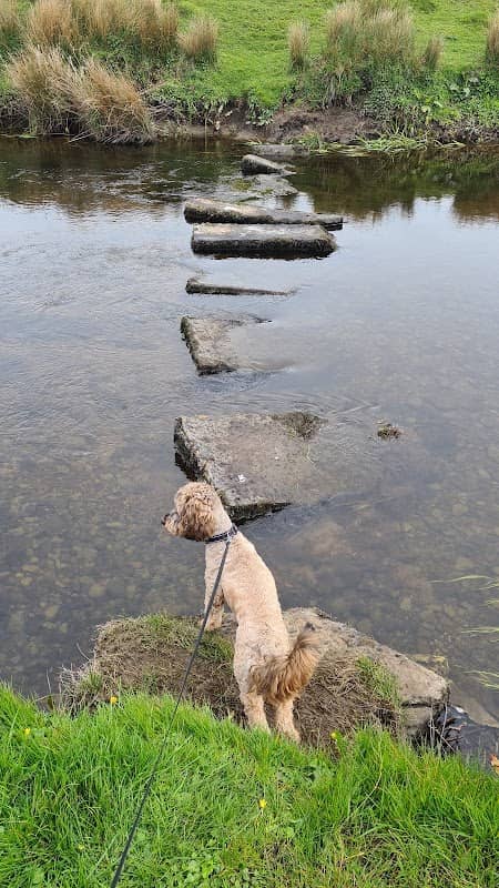 Stepping stones - Image 1