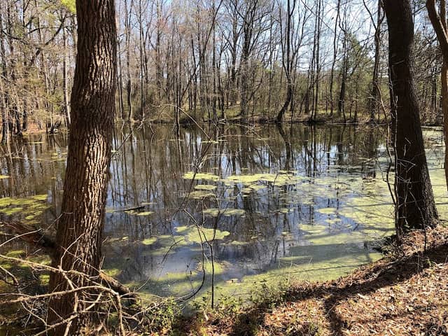Ledge Creek Forest Conservation Area - Trailhead #2 - Image 3