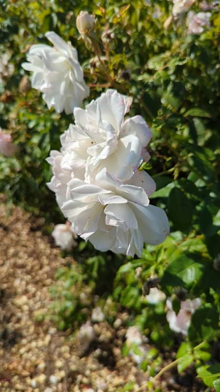 Carson Park - Image 2