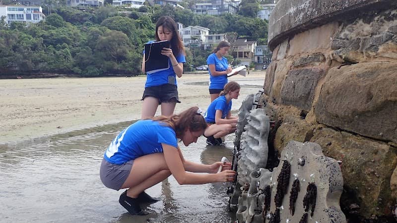 Clontarf Living Seawall - Image 2