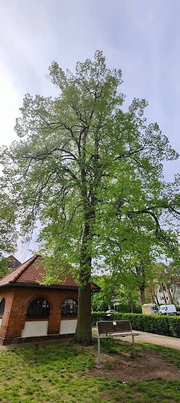Schillerlinde - Image 1