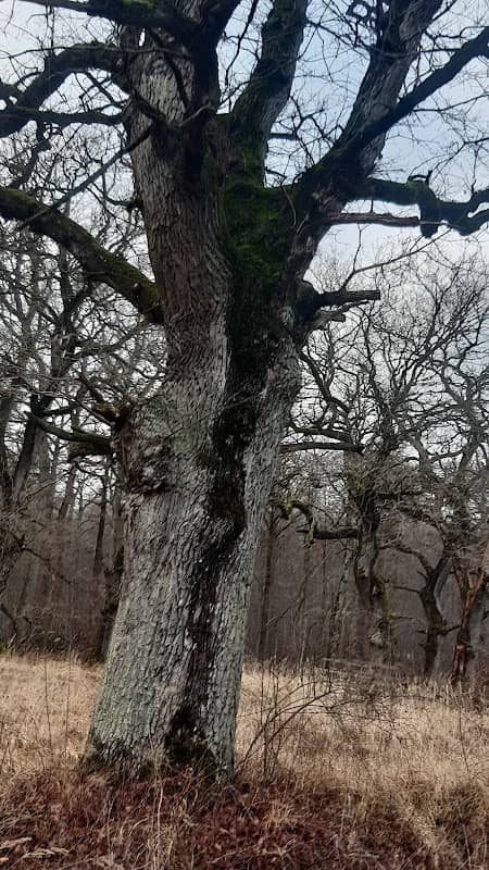 Duinger Wald - Image 1