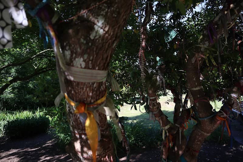 Wishing Tree - Image 1
