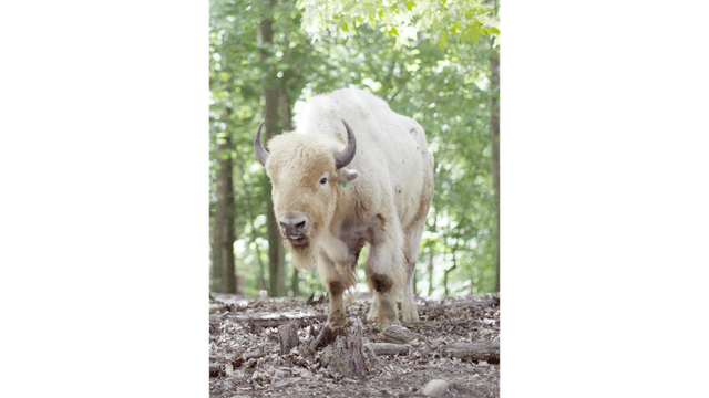 Briarwood Ranch Safari Park - Image 1