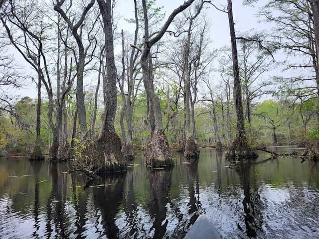 Merchants Millpond State Park - Image 1
