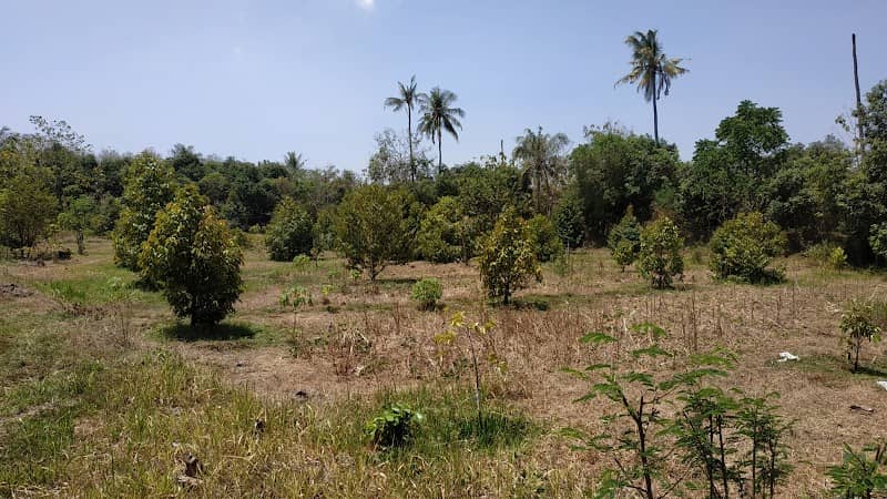 Kebun Durian Prajekan - Image 1