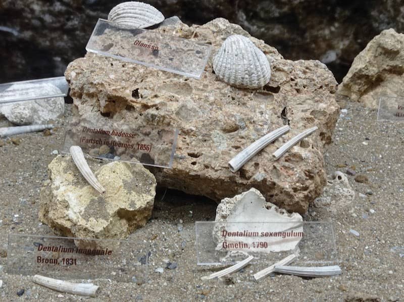 Museo Paleontologico Silvio Lai - Image 2