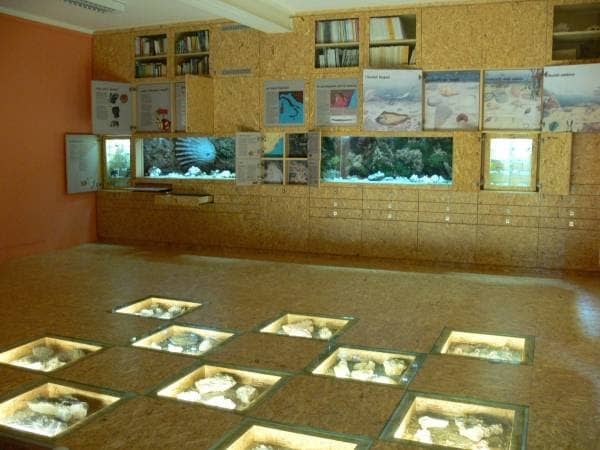 Museo Paleontologico Silvio Lai - Image 1