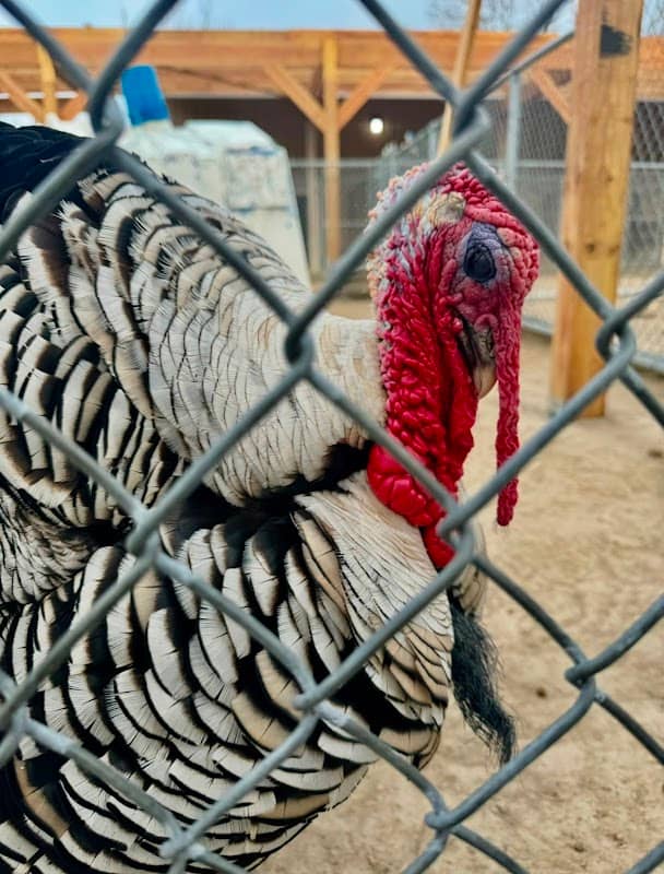 Tri-Township Park Zoo - Image 2