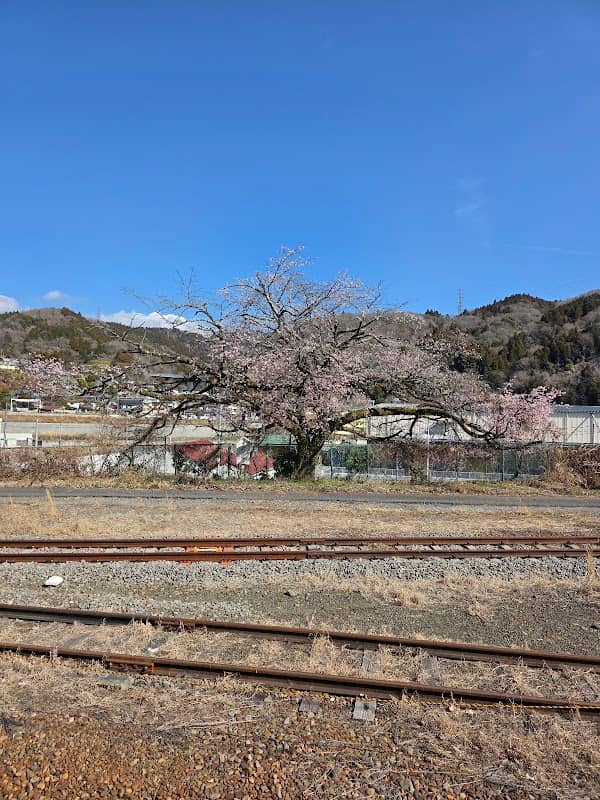 金太郎桜 - Image 1