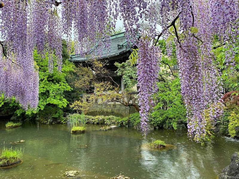 Wisteria at Nishiarai Daishi - Image 1