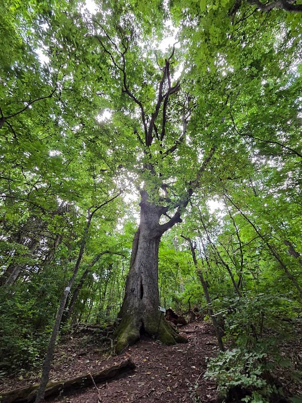 Owl's Hill Nature Sanctuary - Image 1
