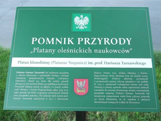 Platan klonolistny im. prof. Dariusza Tarnawskiego - Image 2
