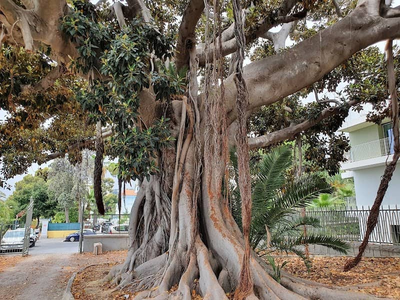 Ficus macrophilla secolare - Image 1