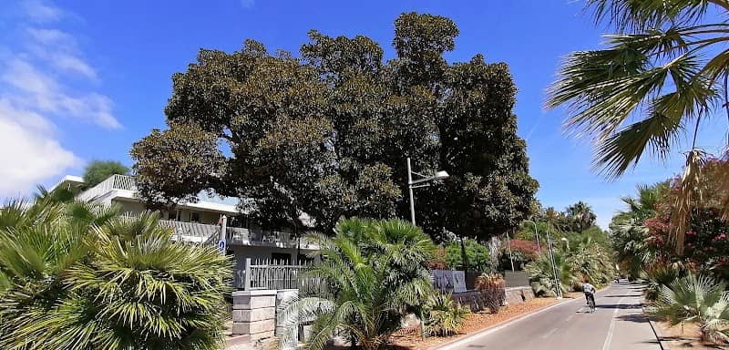 Ficus macrophilla secolare - Image 2