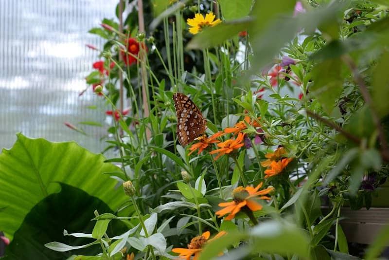 Dahlonega Butterfly Farm - Image 1