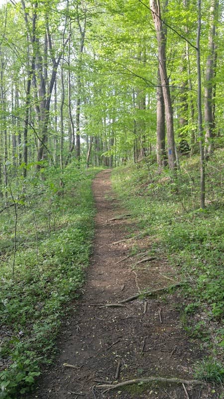 Horse Swamp - Image 1