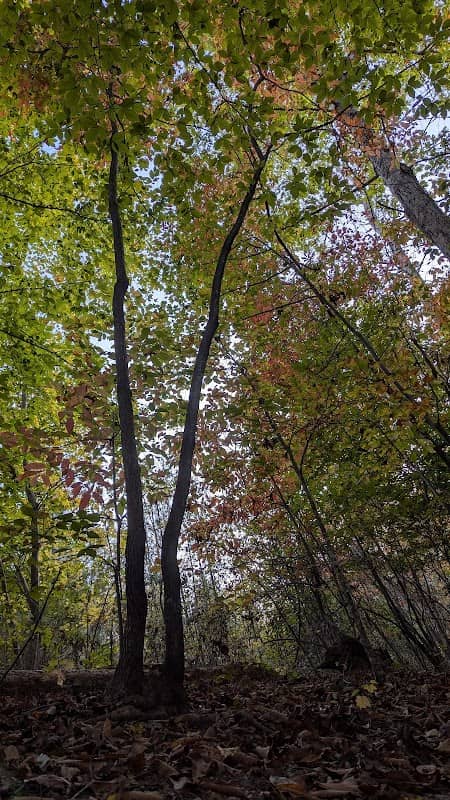 Creech Road Elementary School Park - Image 1