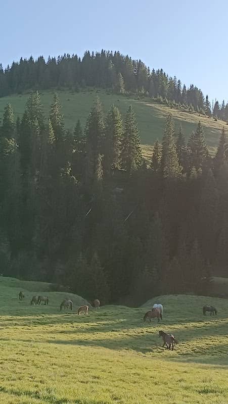Vărășoaia Tarn - Image 1