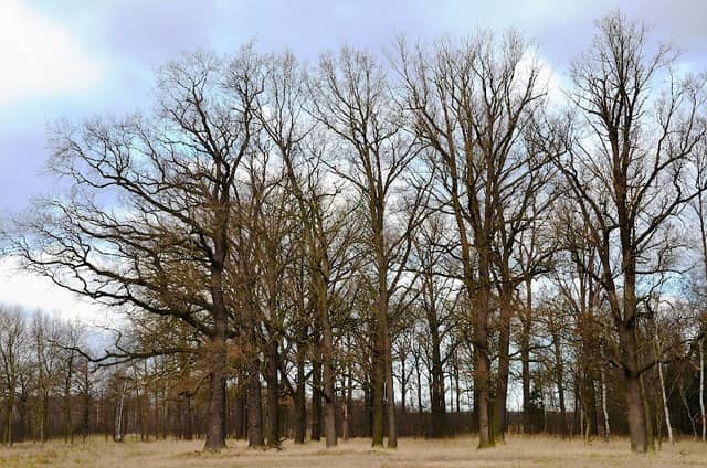 Dębowy Starodrzew - Image 1