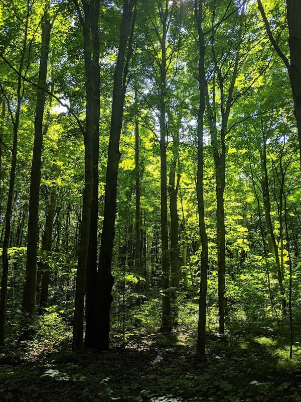 Warren Woods State Park - Image 2