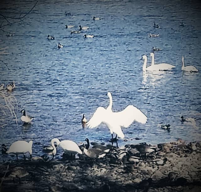 Swan Park - Image 1