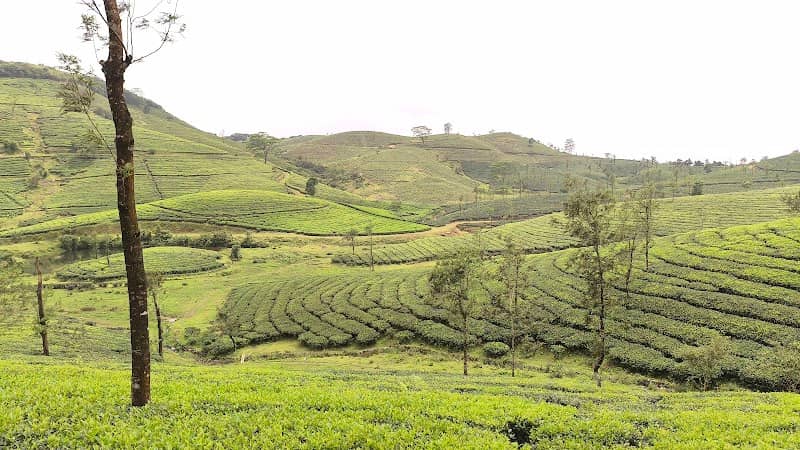 Vagamon tea view point - Image 1