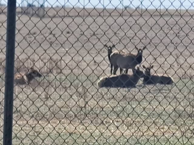 City of Guymon Game Preserve - Image 2