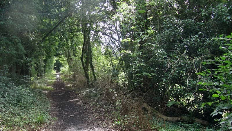 Colne Valley Local Nature Reserve - Image 2