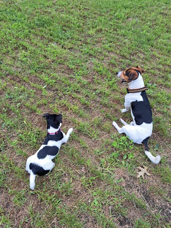Hundewiese Neuenkirchen - Image 1