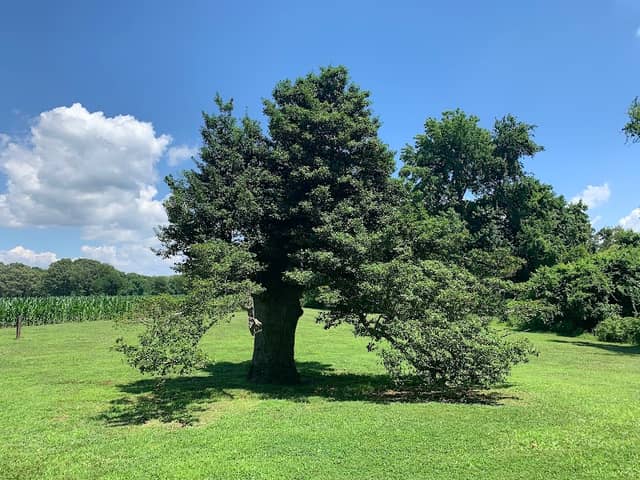 Wye Island Holly Tree - Image 1