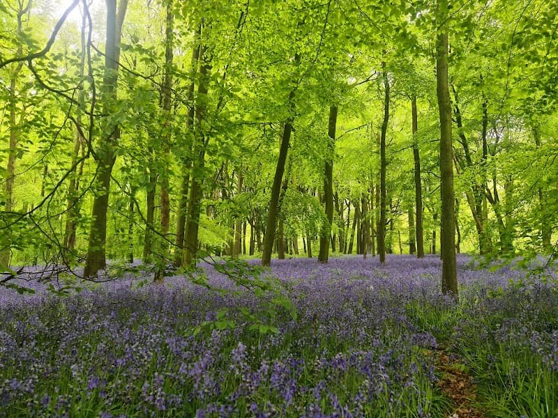 Chilterns National Landscape - Image 1