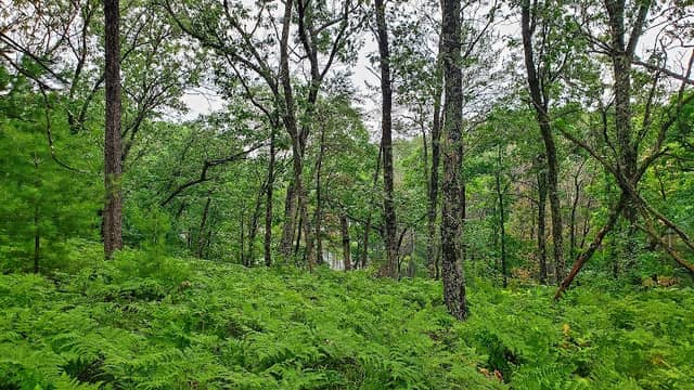 Sohlberg Silver Lake State Natural Area - Image 2