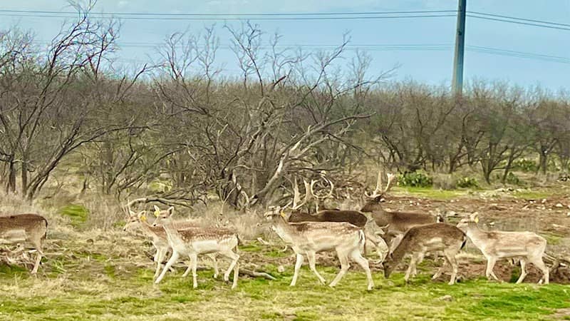 Bacon Hunting Ranch - Image 1