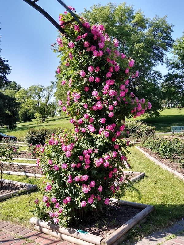 E.M. Mills Rose Garden - Image 2