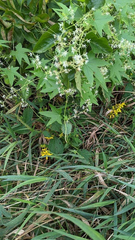 South loop trail - Image 2