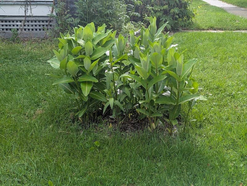 Bo's grave - Image 1