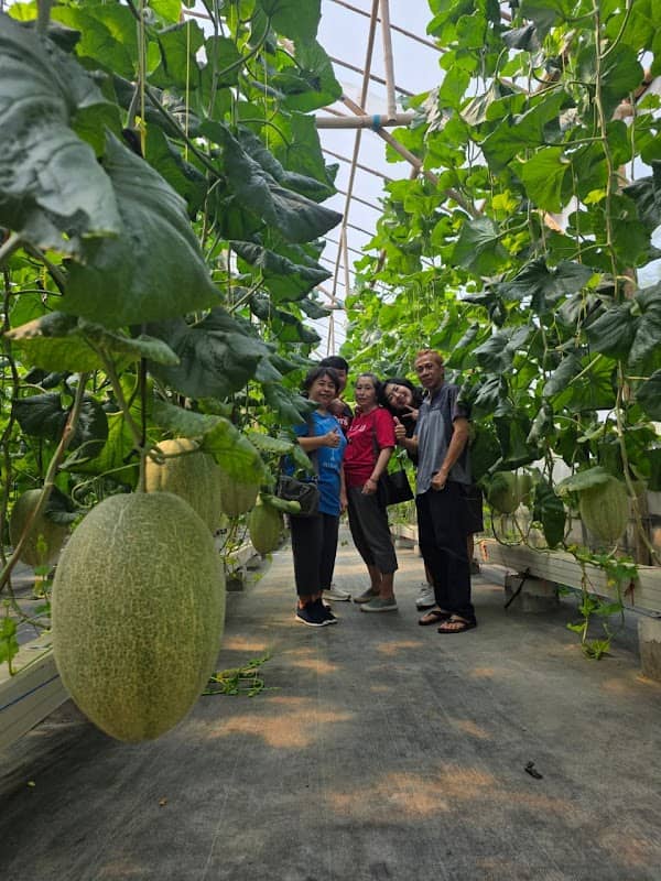 PituSanga farm greenhouse - Image 1