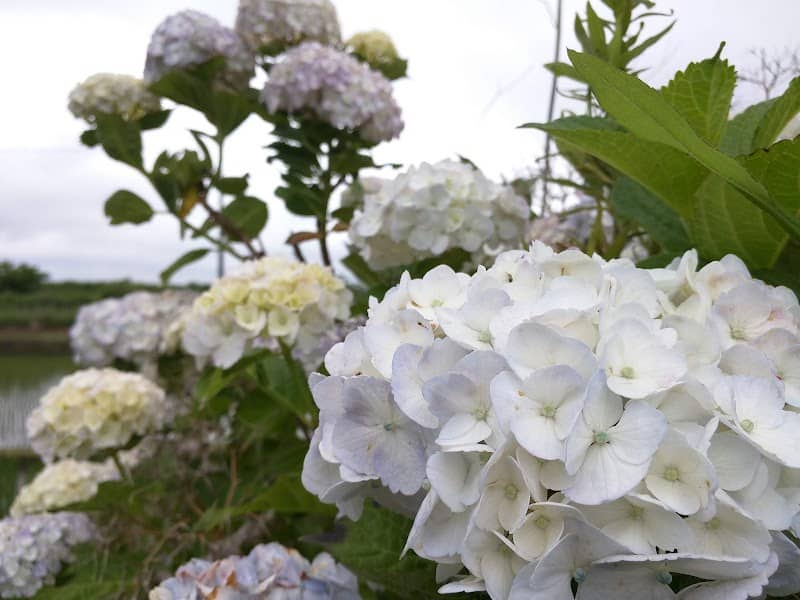 Hydrangea Street - Image 1
