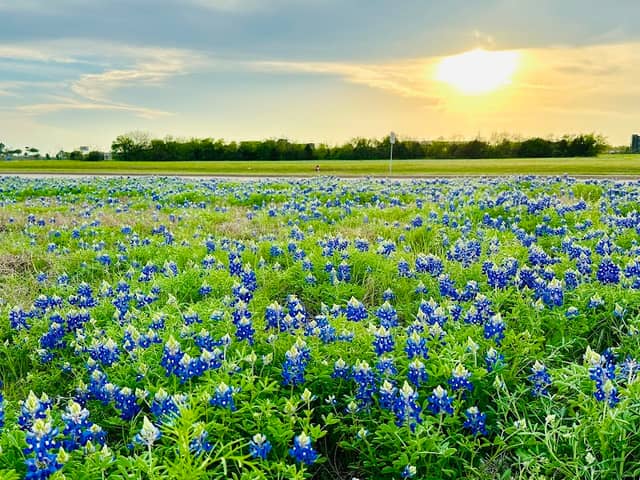 Bluebonnet Field - Image 1
