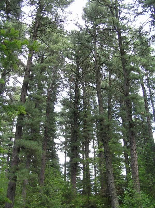 Voronovskii cedar - Image 1
